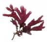 Phyllophora